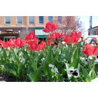 Hendersonville: Downtown Hendersonville Tulips