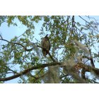 St. Marys: : Mama Owl, Our Local Celebrity