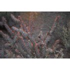Picture Rocks: Panther Peak Wash Sunset Cacti