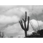 Superior: : Saguaro Cactus