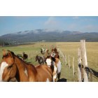 West Yellowstone: Horses being wrangled on the Diamond P Ranch near West Yellowstone, Montana
