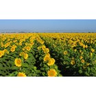 Dixon: Dixon Sunflower crop