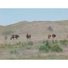 Alliance: : Horses in the nearby Sandhills east of Alliance