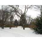 Rockford: Klehm Arboretum woods in winter