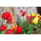Clark Fork: Tulips at Meriwether Inn