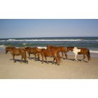 Berlin: : Wild Ponies on the beach of Assateague Island.