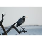 Pensacola: : Great Blue Heron on Intercoastal canal, Pensacola, FL