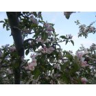 Omak: cherry tree blossoming in omak