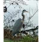 Swannanoa: Blue Heron Frequents Owen Park Ponds and Swannanoa River in Swannanoa NC