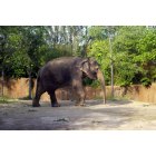 St. Louis: : Elephant doing its Thing
