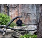St. Louis: : Is he watching us-Gorilla at the St Louis Zoo 6-09