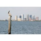 Tampa: : Downtown Tampa - Pelican view