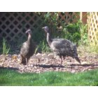 Bay Point: Wild Turkeys in My Back Yard