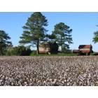 Goldsboro: Old cotton farms