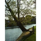 Boiling Springs: Popular Big tree and Bench at Lake