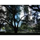 Houston: : Downtown trees