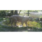 Bridgeton: White Tiger at the Cohanzick Zoo in Bridgeton, NJ