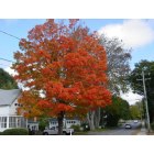Deep River: Fall Colors, Maple Tree on River Street