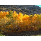 Spring Creek: Lamoille Canyon Shows its Fall Colors