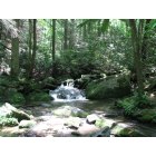 Gatlinburg: : Roaring Fork Motor Trail stream with multiple waterfalls