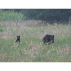 Townsend: : Momma and Baby Bear in Cades Cove