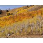Fall Colors at powder Mountain