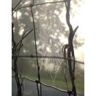 Odenville: Spider web on back fence