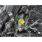 Blanding: Blanding, Utah Cactus Flower