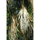 Sanford: palm trees