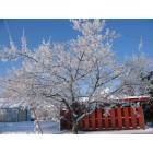 Postville: A beautiful blue sky above snow wrapped branches