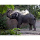 St. Louis: : Elephant Dusting Off at St Louis Zoo