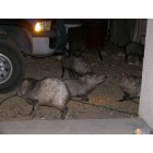 Chino Valley: Midnight visitors at our home in Chino Valley