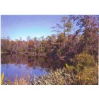 Biloxi: : I took this photo Nov 2003 and We call this "Our Lake", which is on our property on the Biloxi River, Biloxi, MS. 39532