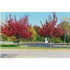 Benton Harbor: Red trees in the Orchards Mall parking lot in Benton Harbor, Michigan