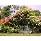 New Rochelle: : The Cottage on Webster - Rose Arch in Bloom