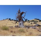 Vacaville: This is a photograph of a lightening-struck tree in Vacaville's hills.