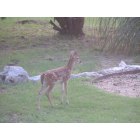 Timberwood Park: One of many fawns born in Timberwood Park