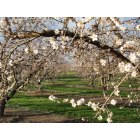 Ripon: Almond Blossoms near Ripon