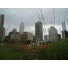 Chicago: : Chicago, nature in the city