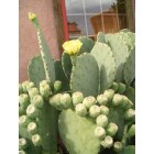 Albuquerque: : Albuquerque - vegetation (cacti)
