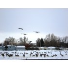 Clarkston: Hundreds of Geese at local school grounds