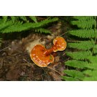 Williamsport: : Wild mushroom at Ricketts Glen State Park in PA