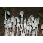 Williamsport: : Indian Pipe Flower AKA Corpse Plant.. found in Williamsport woods
