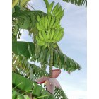St. Pete Beach: : Bananas: A popular plant of St Pete Beach