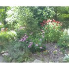 Crestwood: Cathy's Crestwood Flower Garden