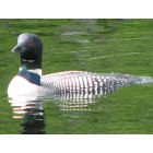 Fayette: Loon on David Pond