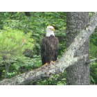 Fayette: Eagle on Parker Pond
