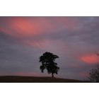 Jefferson: Ankeny Hill Oak Tree