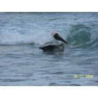Pompano Beach: Seagull