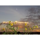 Edgewood: Sunflowers at sunset in Edgewood